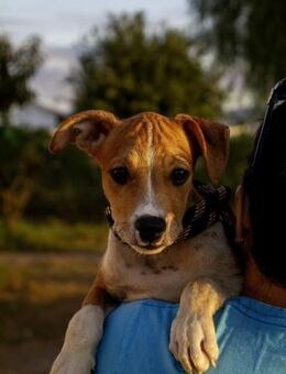 Magno sucht sein Zuhause - Duisburg