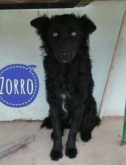Zorro ein Traumcharakter - Flörsheim-Dalsheim