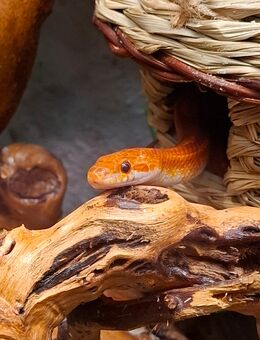 Hypo Bloodred Motley Pied, het. Anery, Kornnatter - Dortmund Mengede