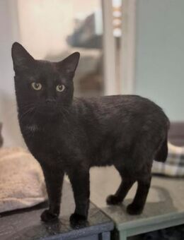 Michael- sanfter Kater sucht Zuhause - Hochheim (Main)