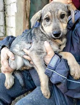 Welpe Grasu braucht ein Zuhause - Düsseldorf