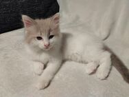 Ragdoll Persermix Mädchen weiss - Cham