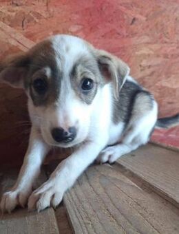 🩷Kaia🩷 - Markkleeberg