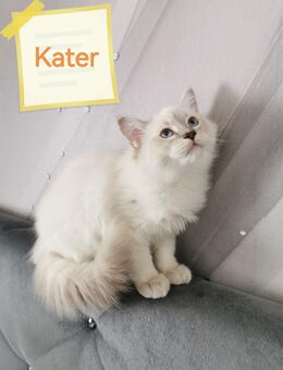 RAGDOLL KITTEN/Junge und Mädchen frei - Gochsheim