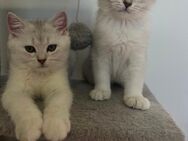Britisch Kurzhaar Kater 🐈‍⬛ - Memmingen