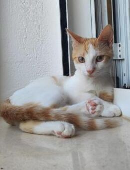 Kleiner Titus sucht seine Menschen ❤️ - Saarbrücken