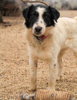 Toronto-VA, aktiver Racker sucht Zuhause - Neustadt (Rübenberge)