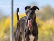 Moro grosser Hund/Menschsozialpartner - Jade