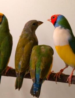 über 20 junge Gouldamadinen (Prachtfinken) Gouldian finch - Stuttgart