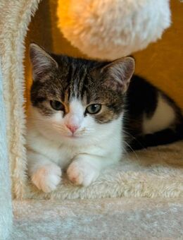 BKH Kätzchen | Britisch Kurzhaar | Kitten | weiß/braun - Osnabrück