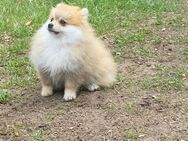Pomeranian Zwergspitzhündin Welpe - Lübeck