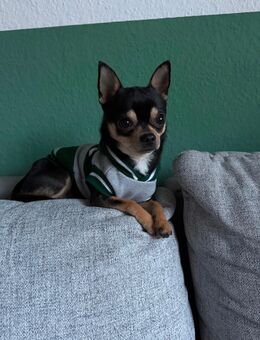 Deckrüde (kein Verkauf) reinrassiger Chihuahua - Mühlhausen (Thüringen) Zentrum