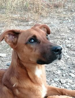 Kleiner Tobi sucht Frauchen... 33 cm - Vöhl