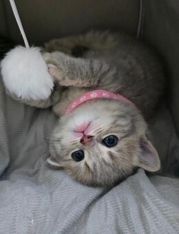 Wunderschöne BKH -Kitten - Barbing