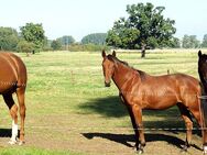 Reitferienlager /Reiterferien als Wildniscamp in Bad Belzig - Bad Belzig
