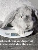 Christliches A1-Poster – Hase auf Küchenwaage – Der Herr sieht das Herz an - 1. Samuel 16,7 in 26382