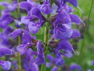 Wiesensalbei Samen SWR Treffpunkt wilder Salbei lila winterharte Salbeitee lila Blüten Bienenmagnet Wildpflanze Blumensamen insektenfreundlich Pflanzen säen Insekten garden Saatgut Biene Vatertag Deutsches Saatgut Samen Freunde Frühling SWR - Pfedelbach