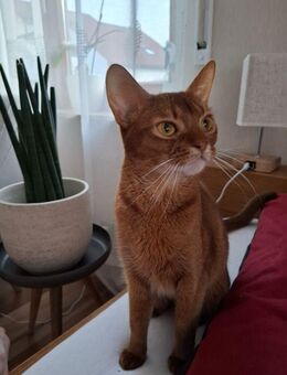 Abessinier Variant Katze - Laichingen