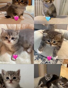 5 liebevolle Kitten abzugeben - BKH mix - Kamen Zentrum