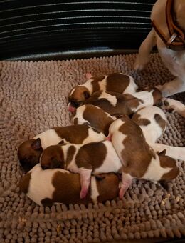 Jack Russel Terrier Welpen - Dietersburg