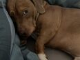 Dackel Buldoggen Mischling in 59505