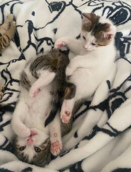 Zwei zuckersüße Kitten suchen ab sofort, liebevolles Zuhause - München Obergiesing