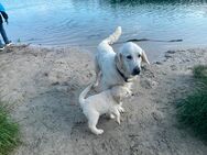 Golden Retriever Welpen - Haren (Ems)