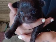 Süßer Chihuahua junge, lang Haar, reinrassig - Hannover Mitte