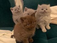 Kitten , Katze Lilac - Düsseldorf