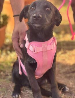 Dascha die kleine Maus sucht ihr Körbche - Berlin