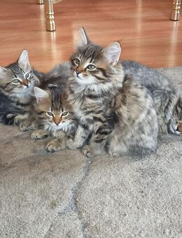Norweger Kitten 500€ - Feldberger Seenlandschaft