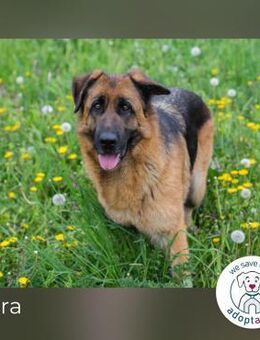 Flora: Sucht ein Zuhause - Kirchzell