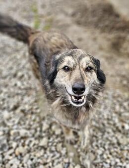 Walker - freundlich, gut gelaunt - Weilheim (Oberbayern)