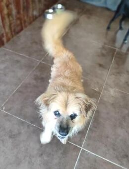 Freundlicher Doriba - Eichenzell