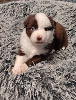 Miniature American Shepherd - Mini Aussie Welpen - Werneck