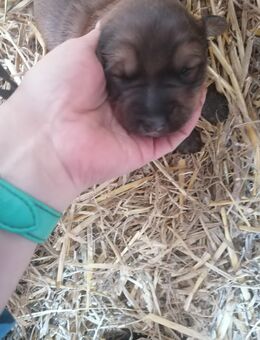 Eine kleine Hundedame sucht ein neues Zuhause - Uebigau-Wahrenbrück