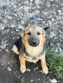 Junge Seele Aska sucht ihr Zuhause - Chemnitz