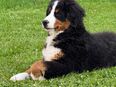 Berner Sennenhund welpe in 8623