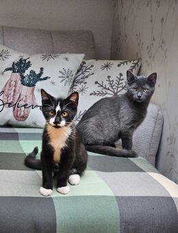 Kitten, Katze, Kater - Metzingen