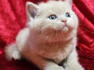 Bkh - Kitten - Dortmund
