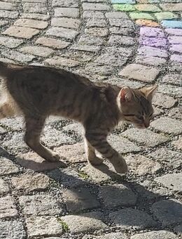 Katzen zu verkaufen - Raschau-Markersbach
