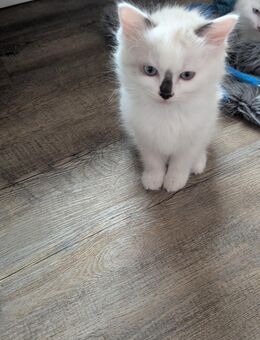 Ein ragdoll Mädchen - Rhauderfehn