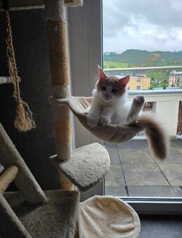 Maine coon Kater - Olbernhau