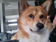 Shiba inu zwergspitz mischling - Hückelhoven
