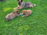 Shiba Inu Mix Welpen (ABGABEBEREIT) - Ostercappeln