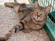 Hübscher getigerter Kater Nilo - Bad Camberg