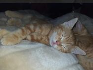 Katzenbabys. Rote Katzen.Babykatzen - Engen
