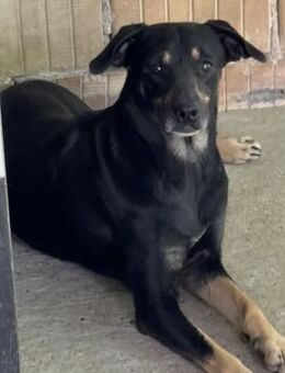 KAMARI SUCHT IHRE FAMILIE - Nörten-Hardenberg