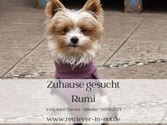 Zuhause gesucht für Rumi - Lippetal