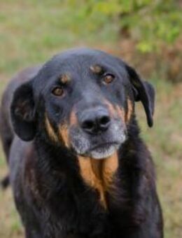 DEGAS - schaut was ich alles drauf habe - Overath